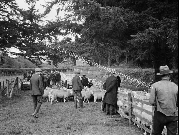 SHEEP PENS AT FAIR